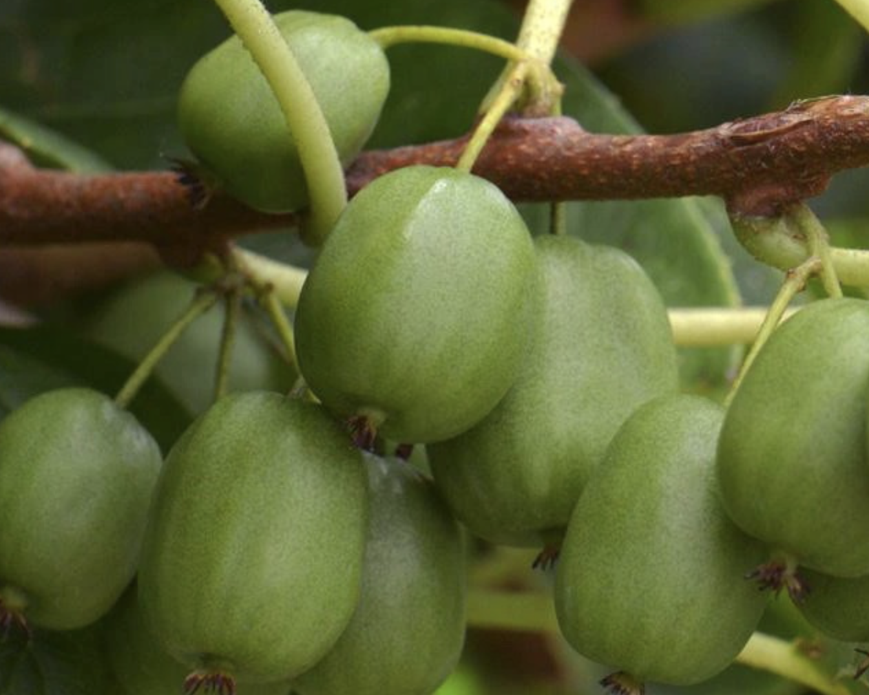 актинидия Доктор Шимановский 4 года 