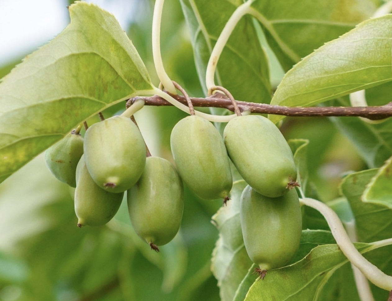 актинидия Изобильная 3 года 