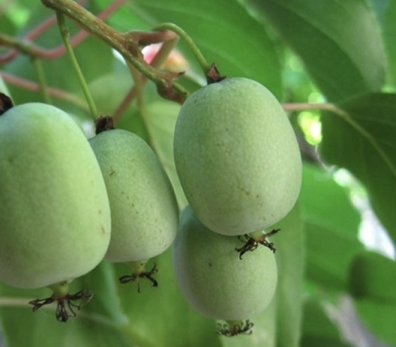 актинидия Крупноплодная 3 года 