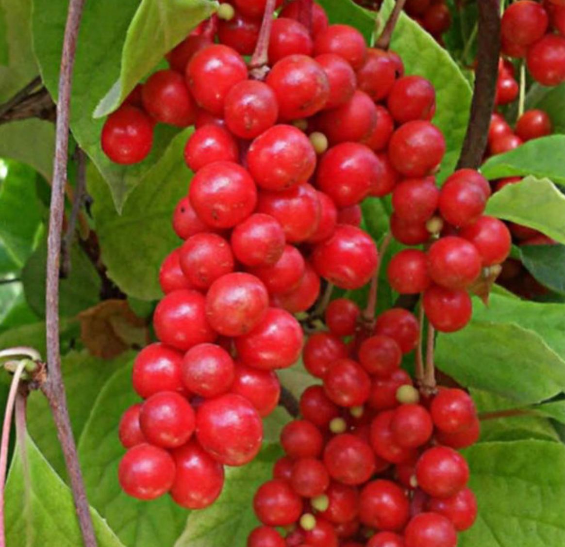 лимонник китайский волгарь 3 года