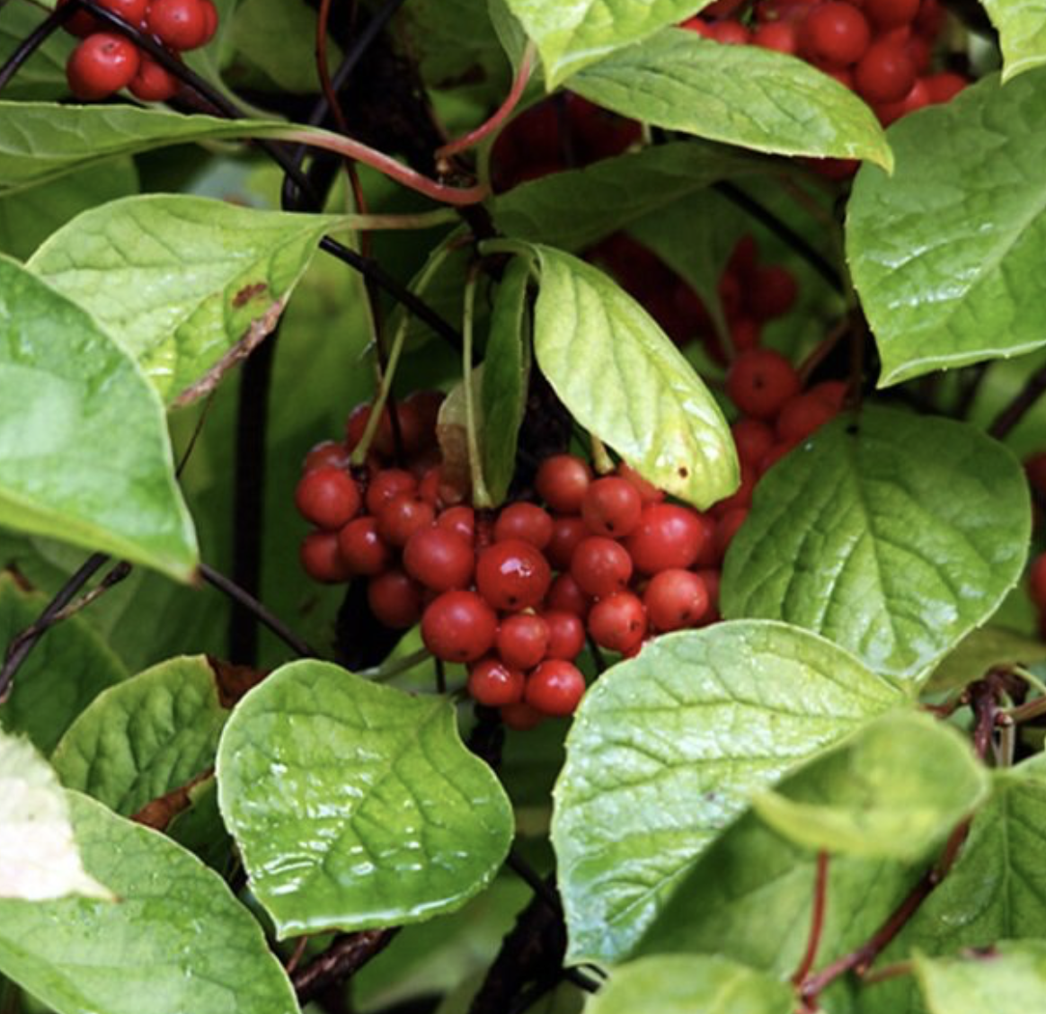 лимонник китайский садовый 3 года