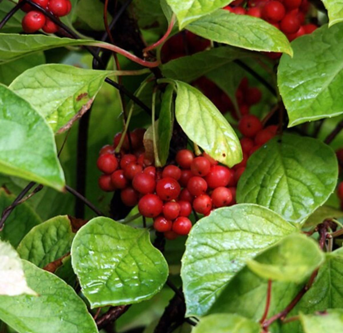 саженцы лимончика