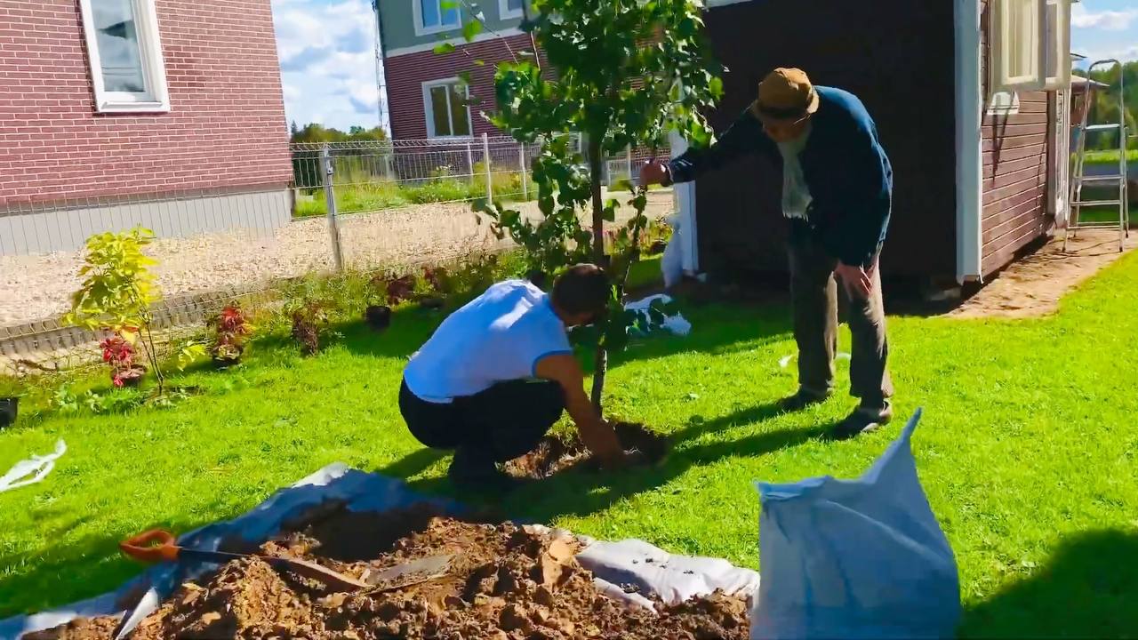 посадка саженцев