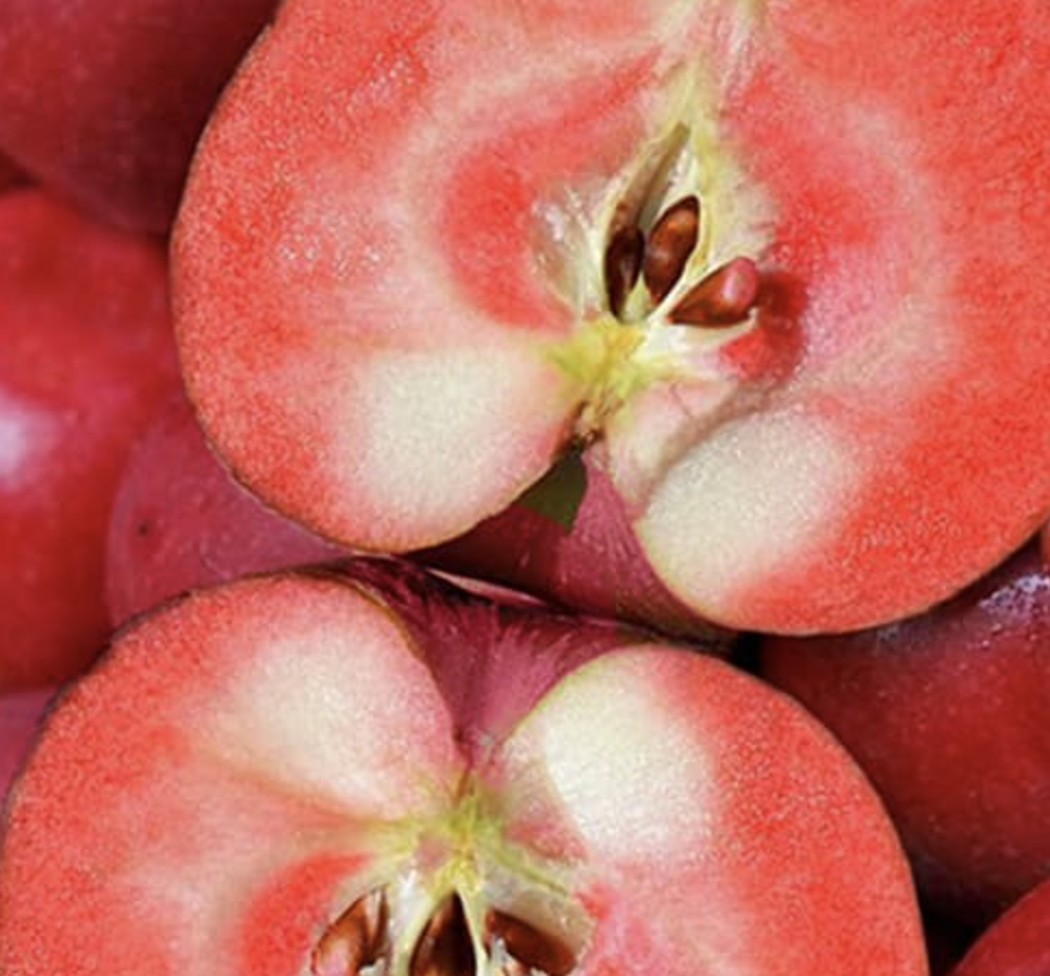 Купить саженцы яблони сорт винерпо