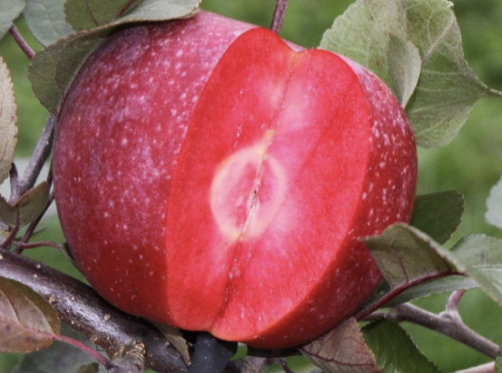 Купить саженцы яблони сорт ред кетти