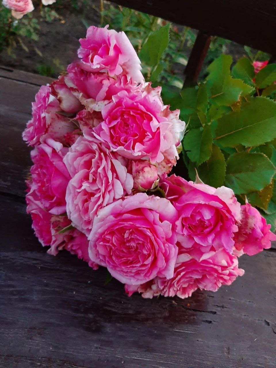 Роза Бьенвеню саженцы 5 лет