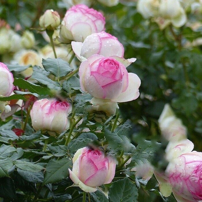 Роза Пьер де Ронсар саженцы 5 лет