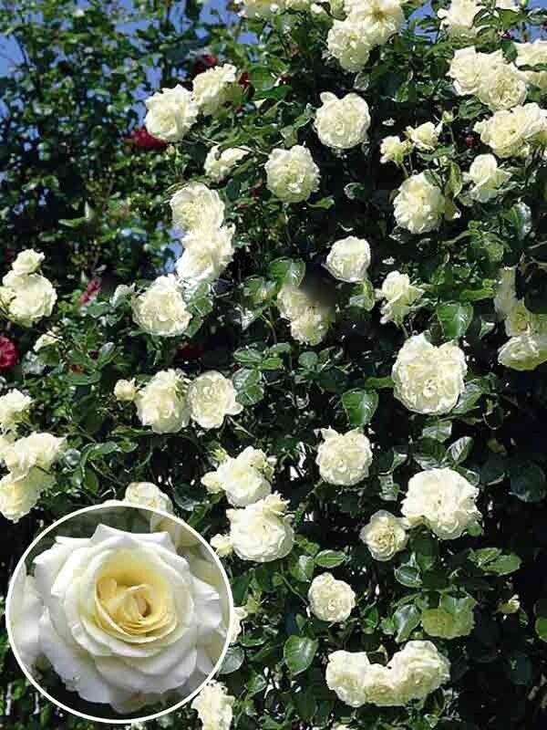 Роза Эльф саженцы 5 лет