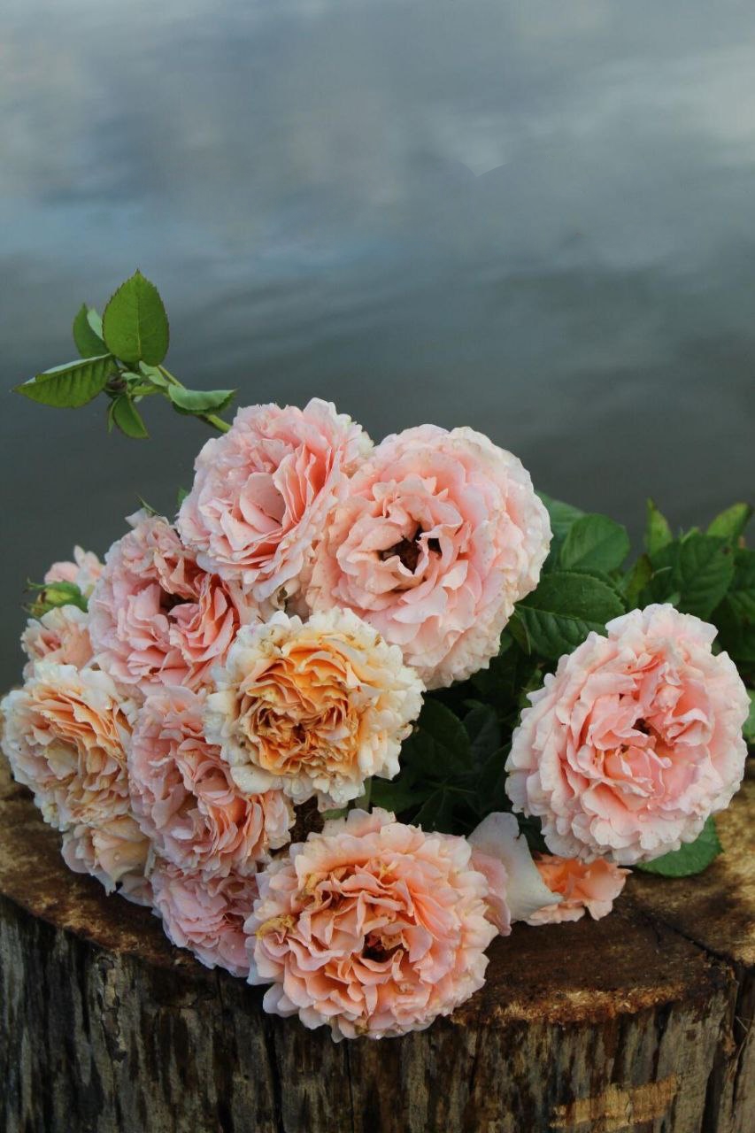 Роза полька саженцы 5 лет