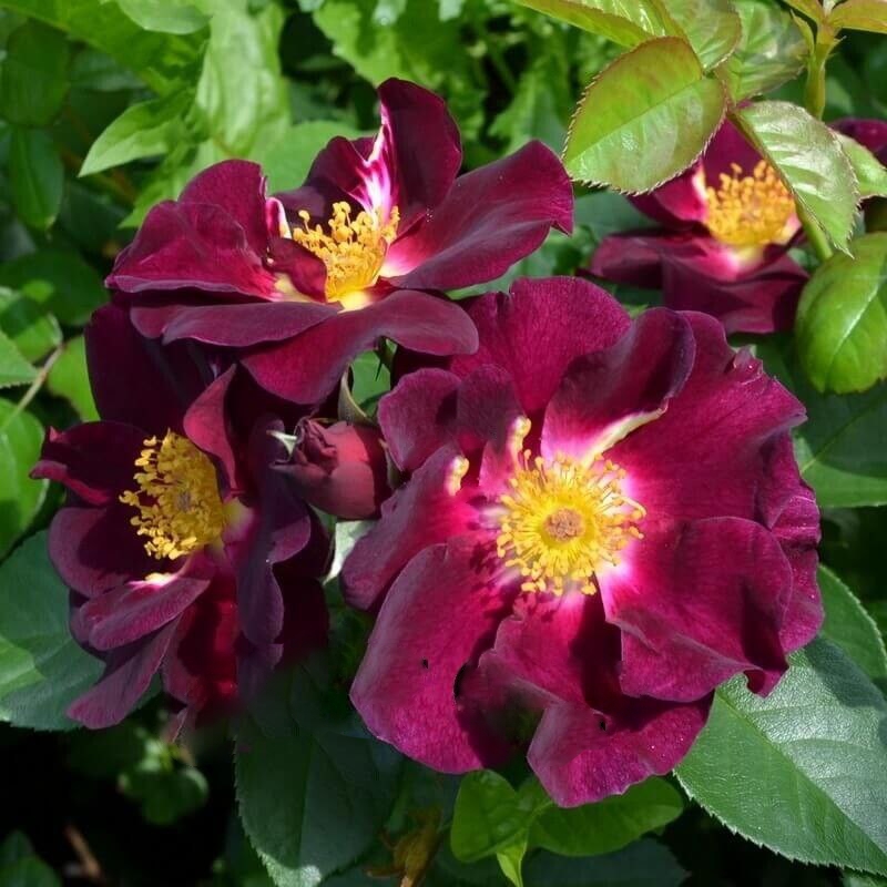 Роза Найт Оул саженцы 5 лет