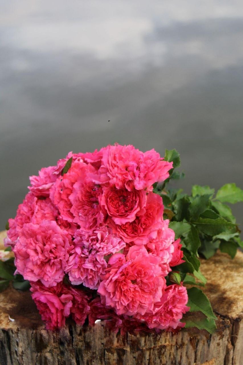 Роза Розариум Ютерсен саженцы 5 лет