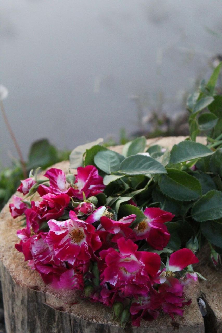 Роза Розариум Ютерсен саженцы 5 лет