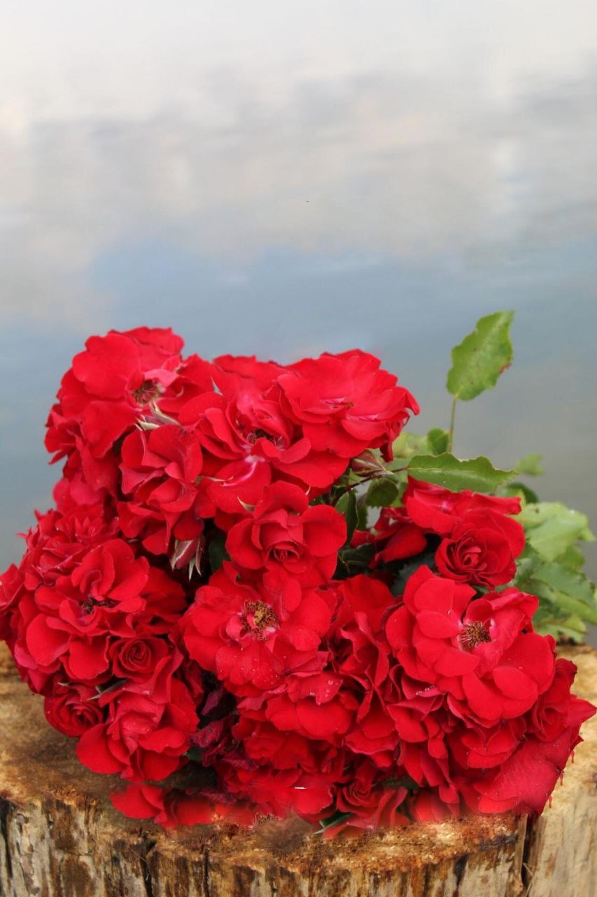 Роза Ротер Корсар саженцы 5 лет