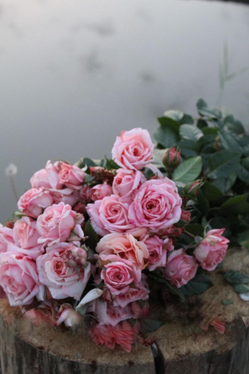 Роза Барок саженцы 5 лет