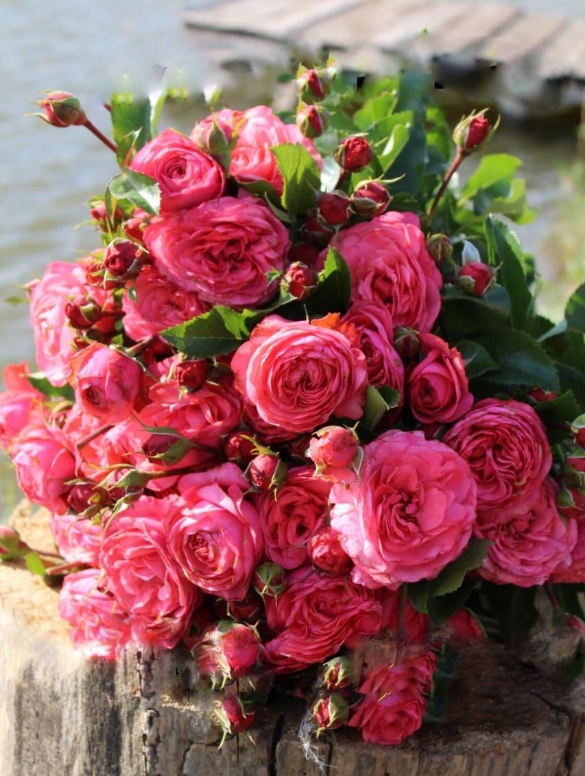 Роза лагуна саженцы 5 лет