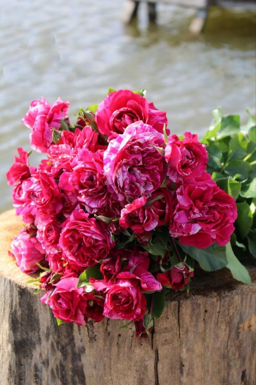 Роза Инес Састр саженцы 5 лет