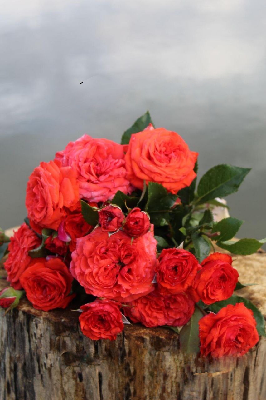 Роза Салита саженцы 5 лет