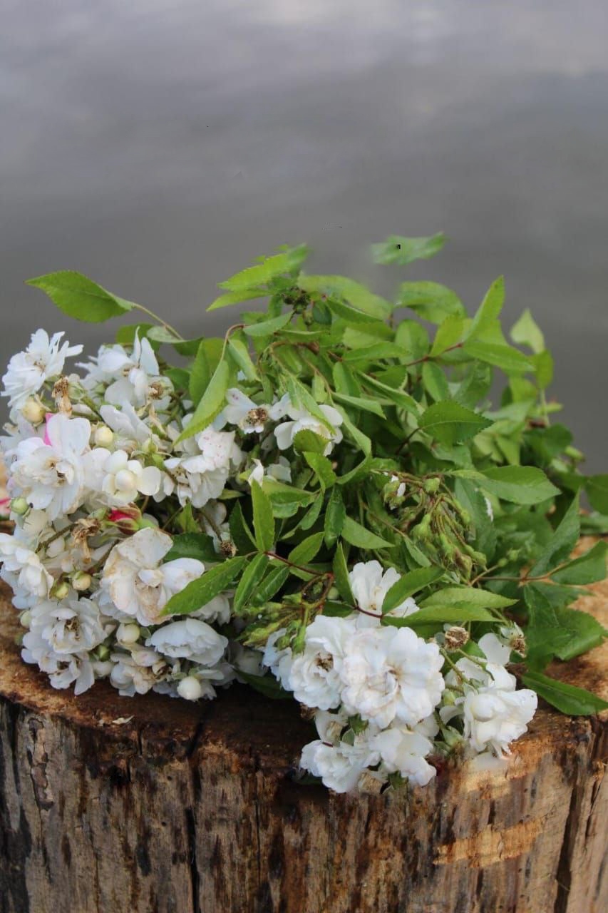 Роза Гирлянд де Амур саженцы 5 лет