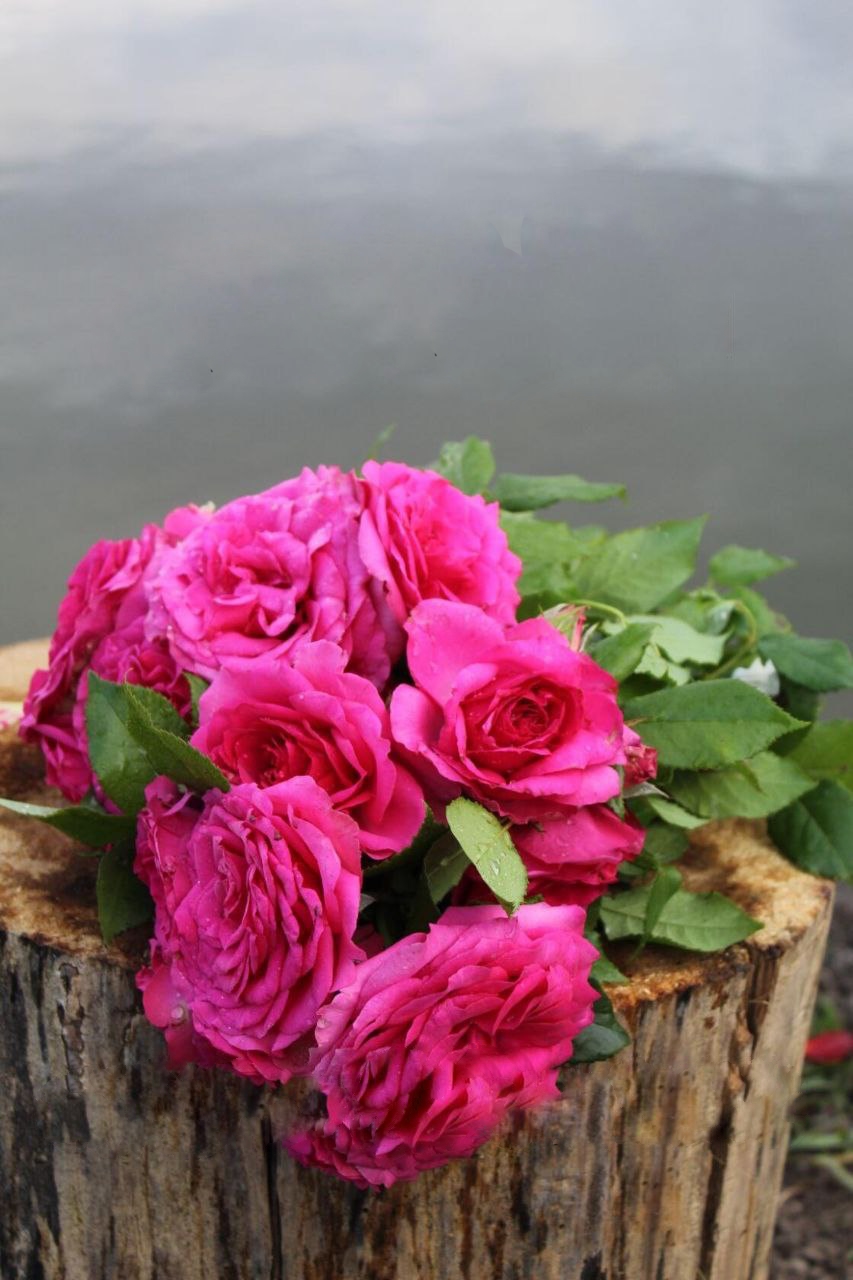 Роза Ева саженцы 5 лет