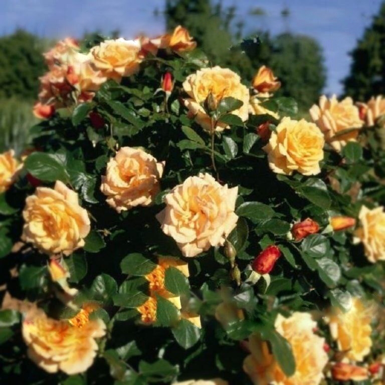 Роза Мишка саженцы 5 лет