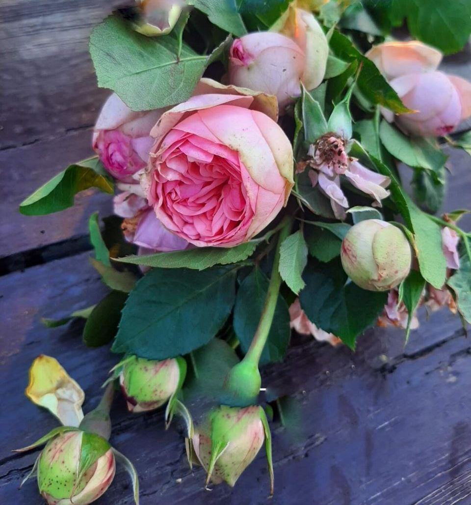 роза Чарминг Пиано саженцы 5 лет