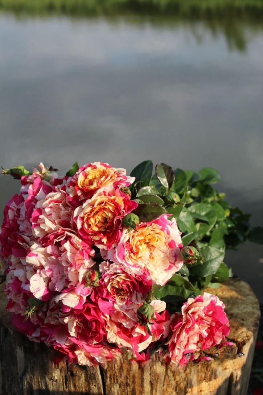 роза Ванилла Фрейз саженцы 5 лет