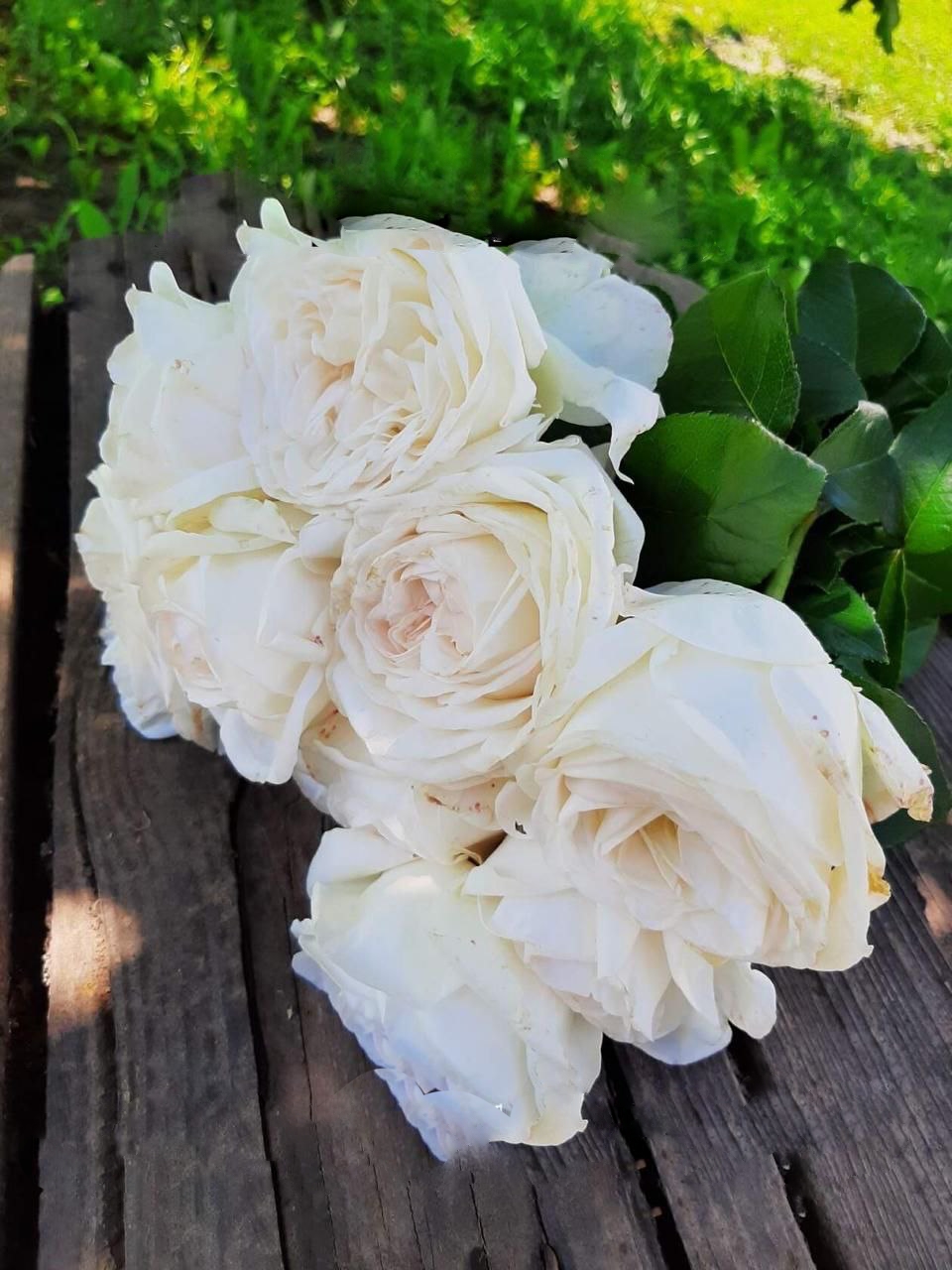 роза Ломоносов саженцы 5 лет