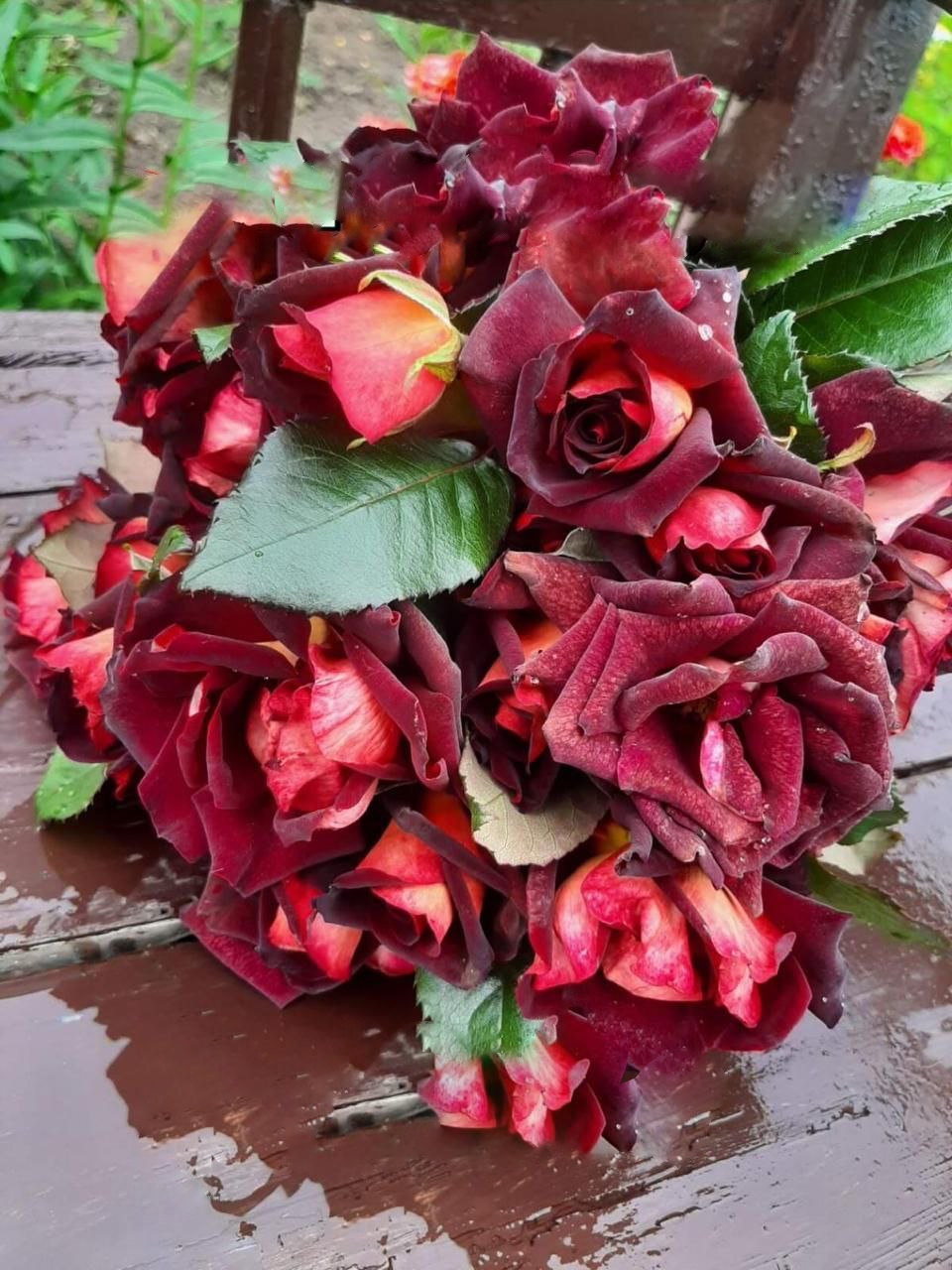 роза Эдди Митчелл саженцы 5 лет