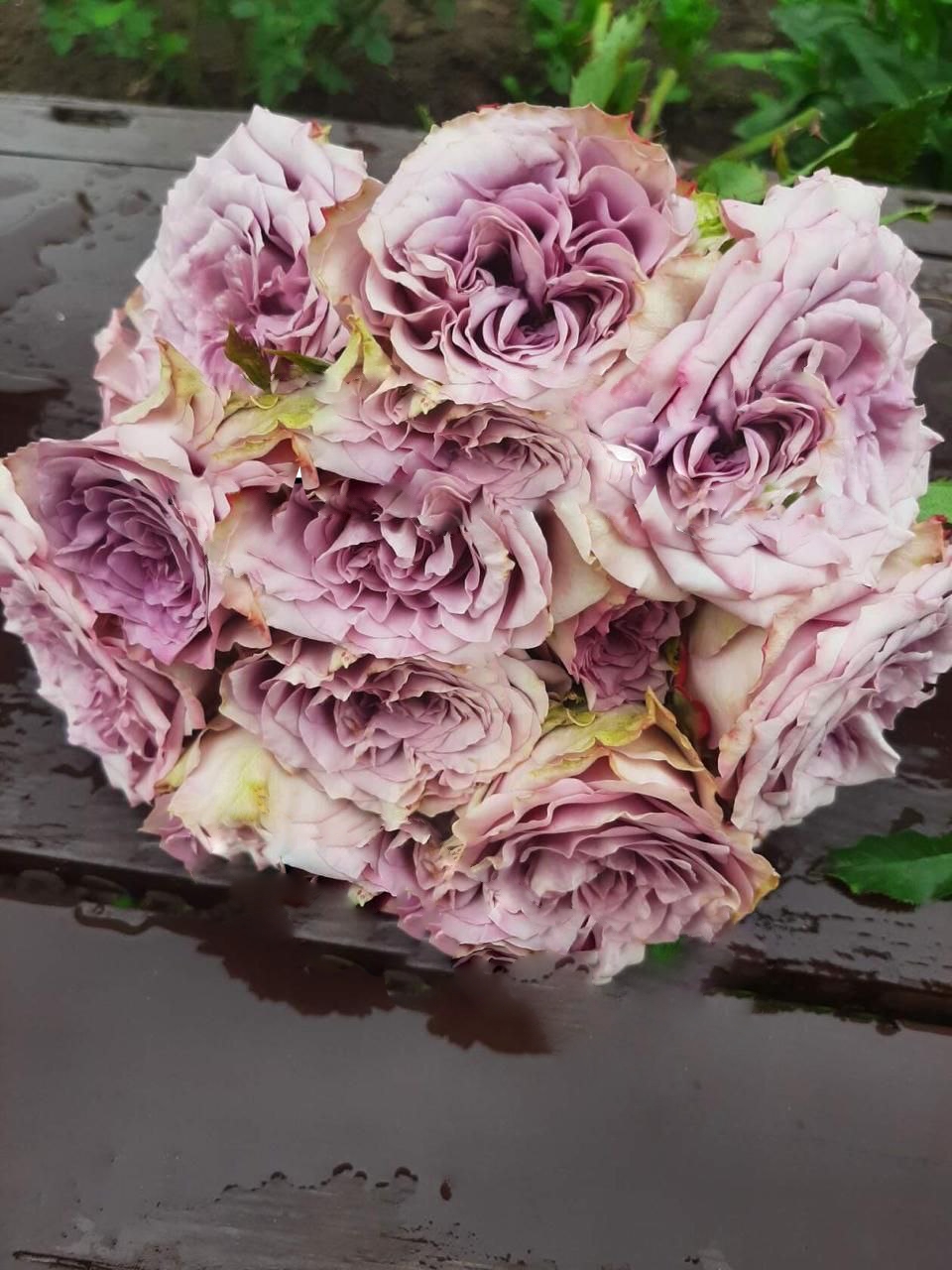 роза Дольчетто саженцы 5 лет