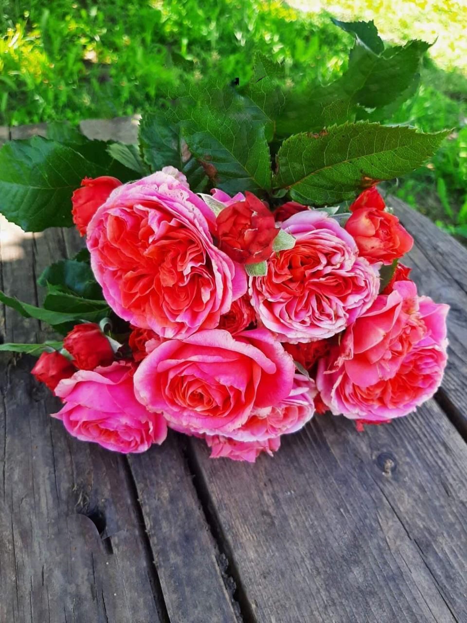 Роза Мэри Энн саженцы 5 лет