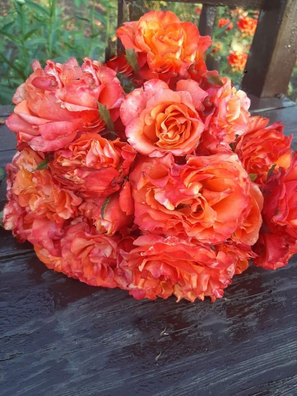 Роза Фри Спирит саженцы 5 лет