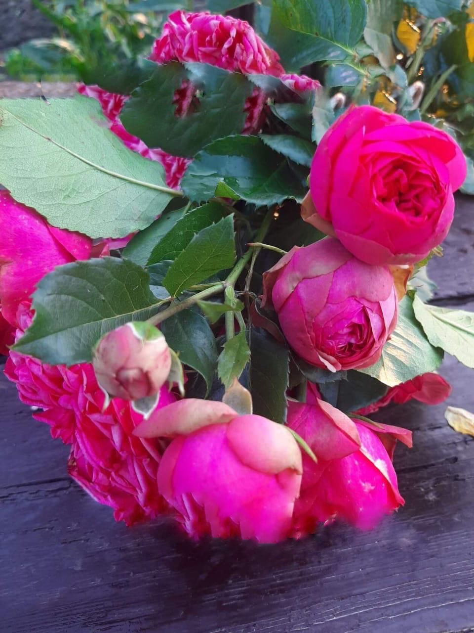 роза Пинк Пиано саженцы 5 лет