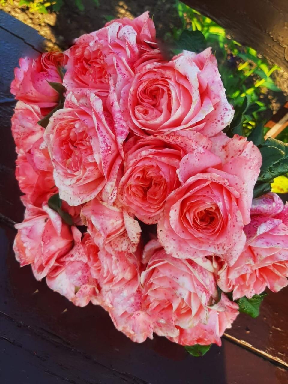 роза Кахала саженцы 5 лет