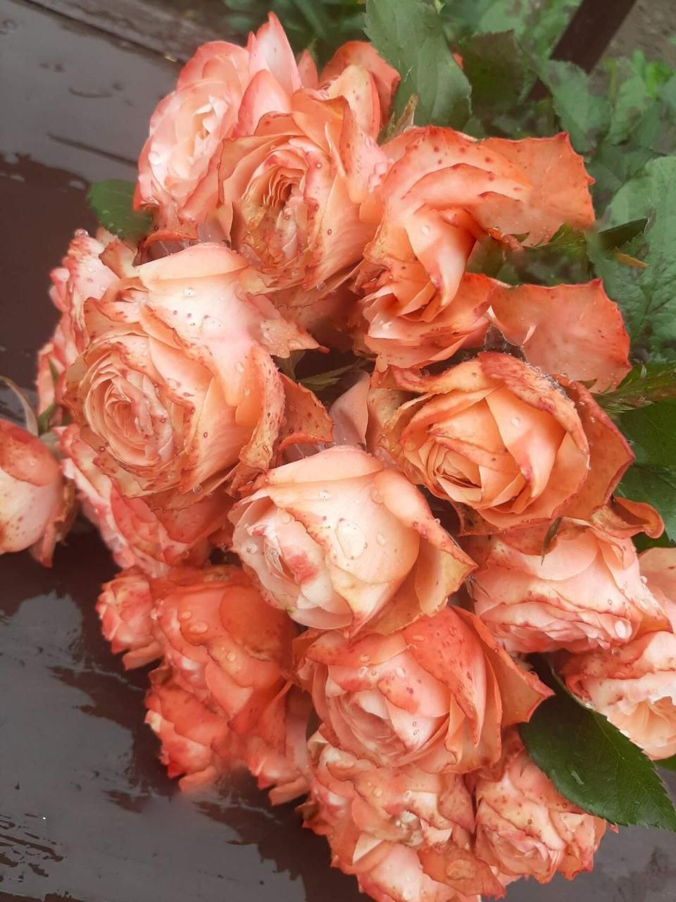 роза Кахала саженцы 5 лет