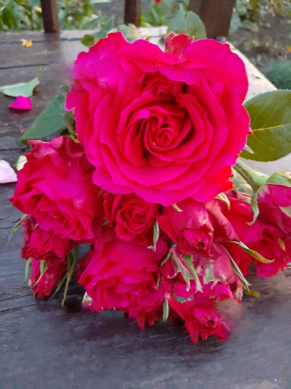 Роза Милано саженцы 4 года