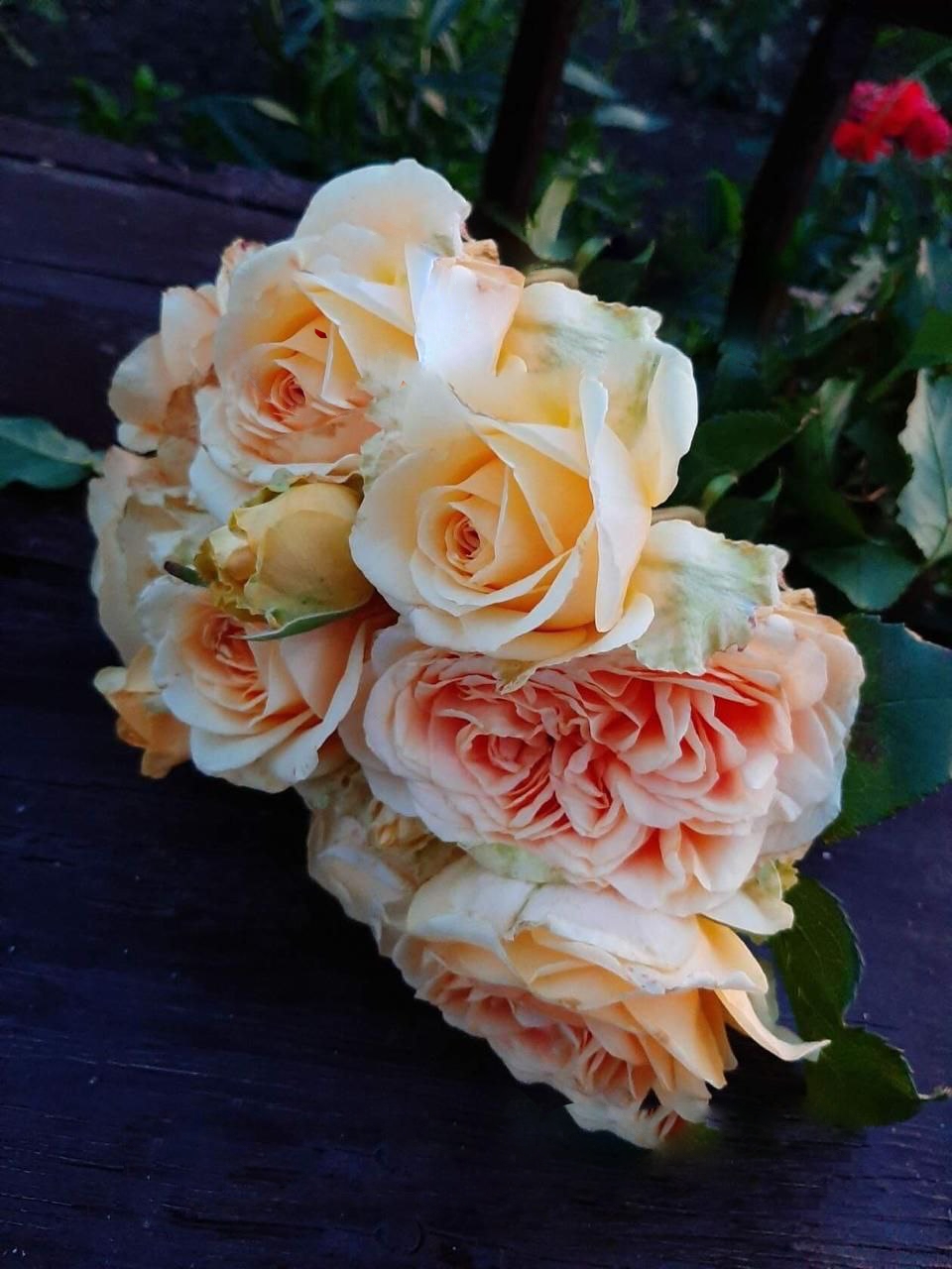 Роза Гейша саженцы 5 лет