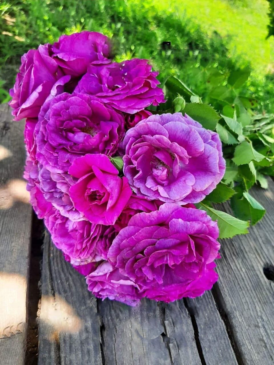 Роза Минерва саженцы 5 лет