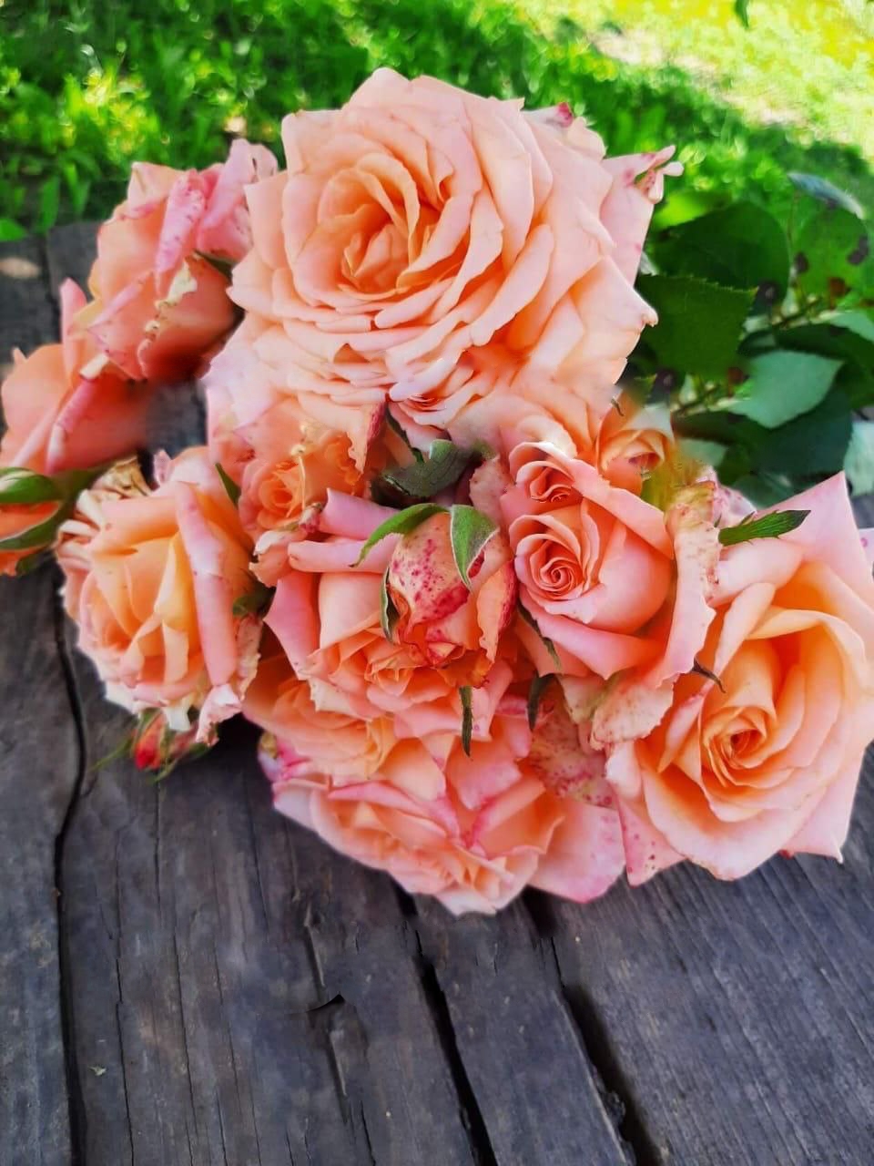 роза Эльдорадо саженцы 5 лет