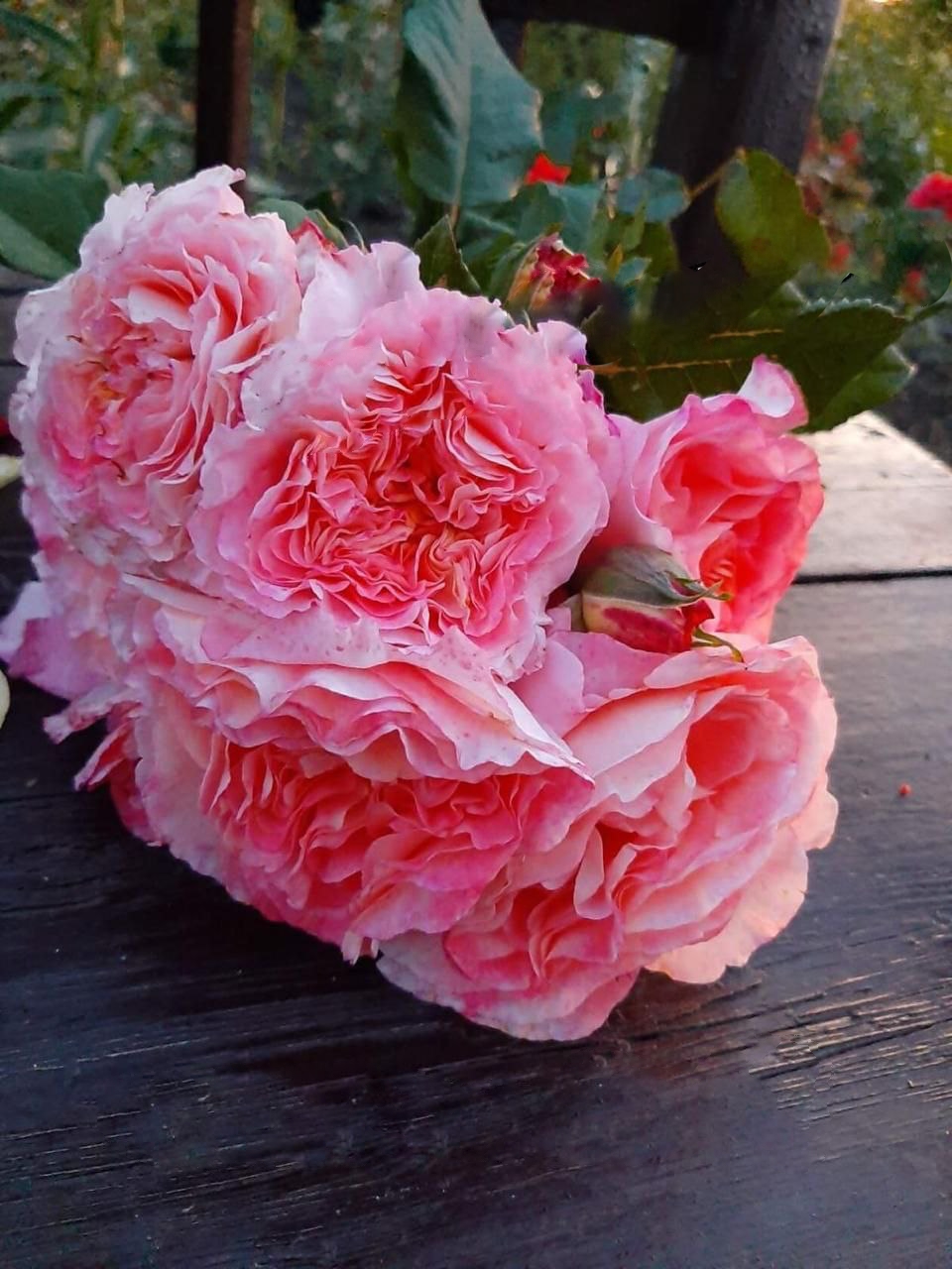 роза Августа Луиза саженцы 5 лет