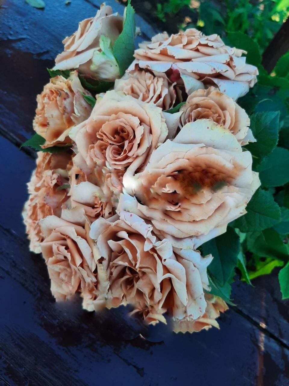 роза Тоффи саженцы 5 лет