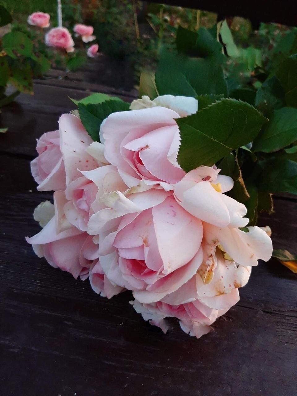 роза Андре ле Нотр саженцы 5 лет