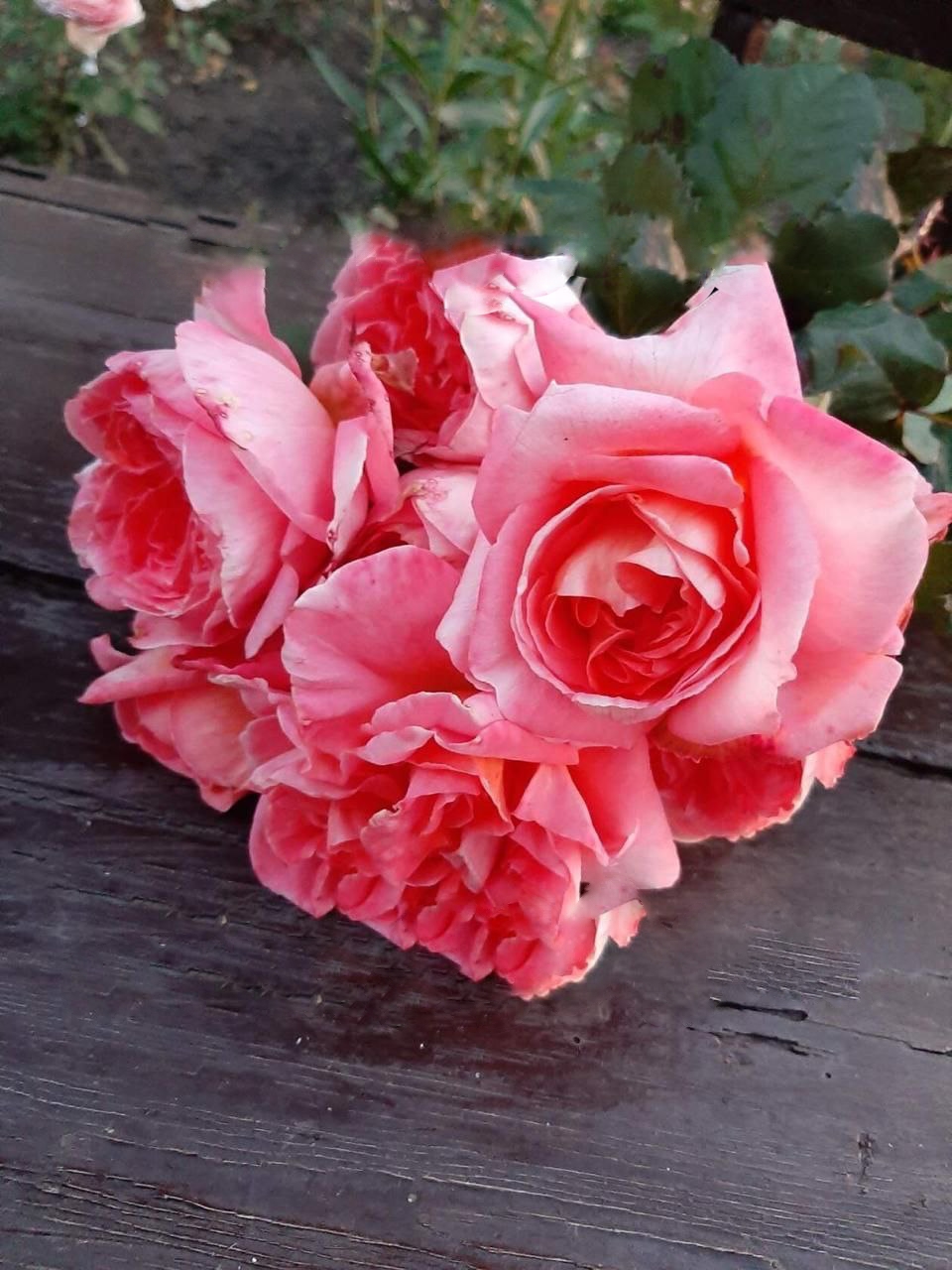 роза Рене Госсини саженцы 5 лет