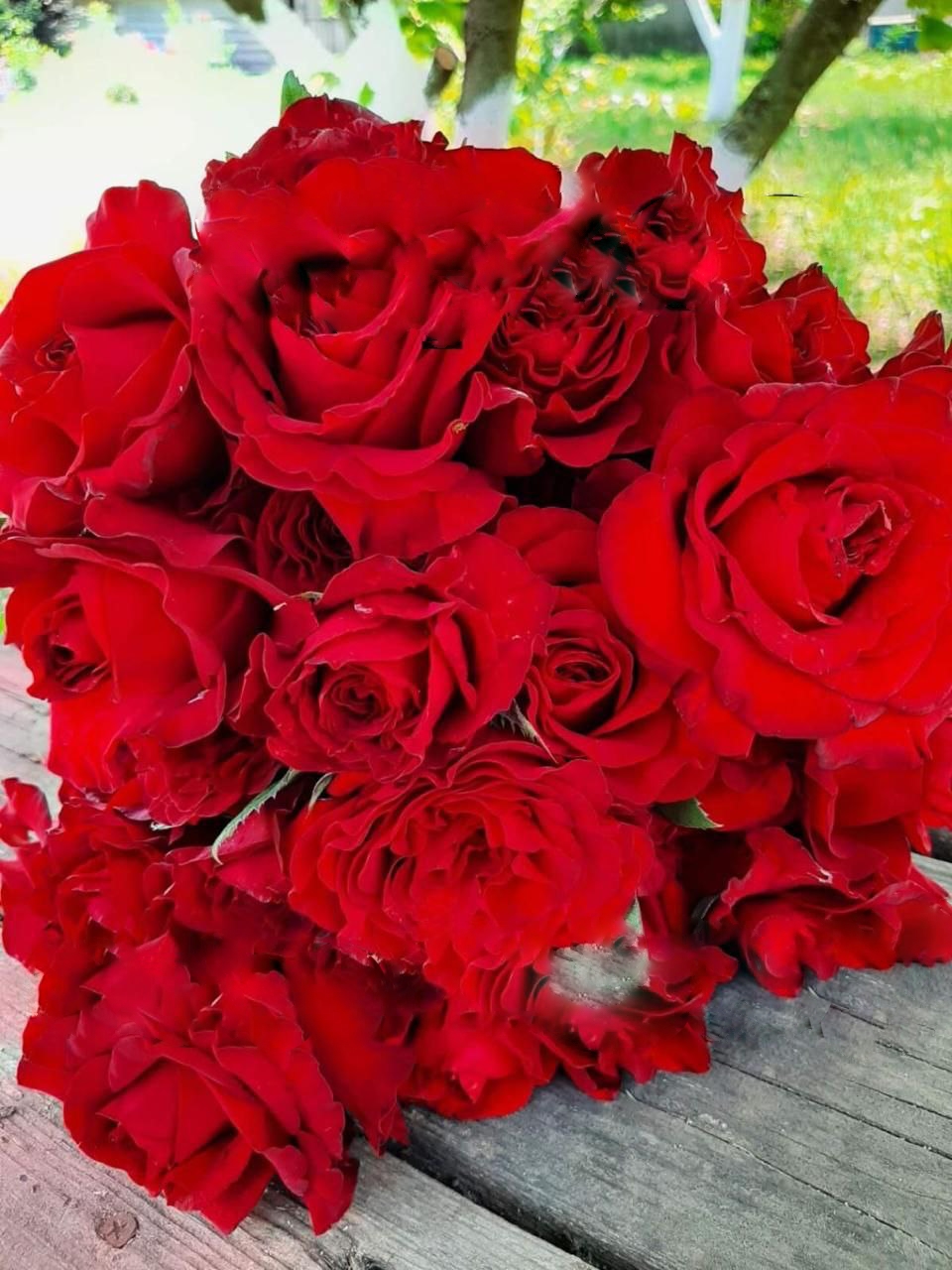 роза Хартс саженцы 5 лет