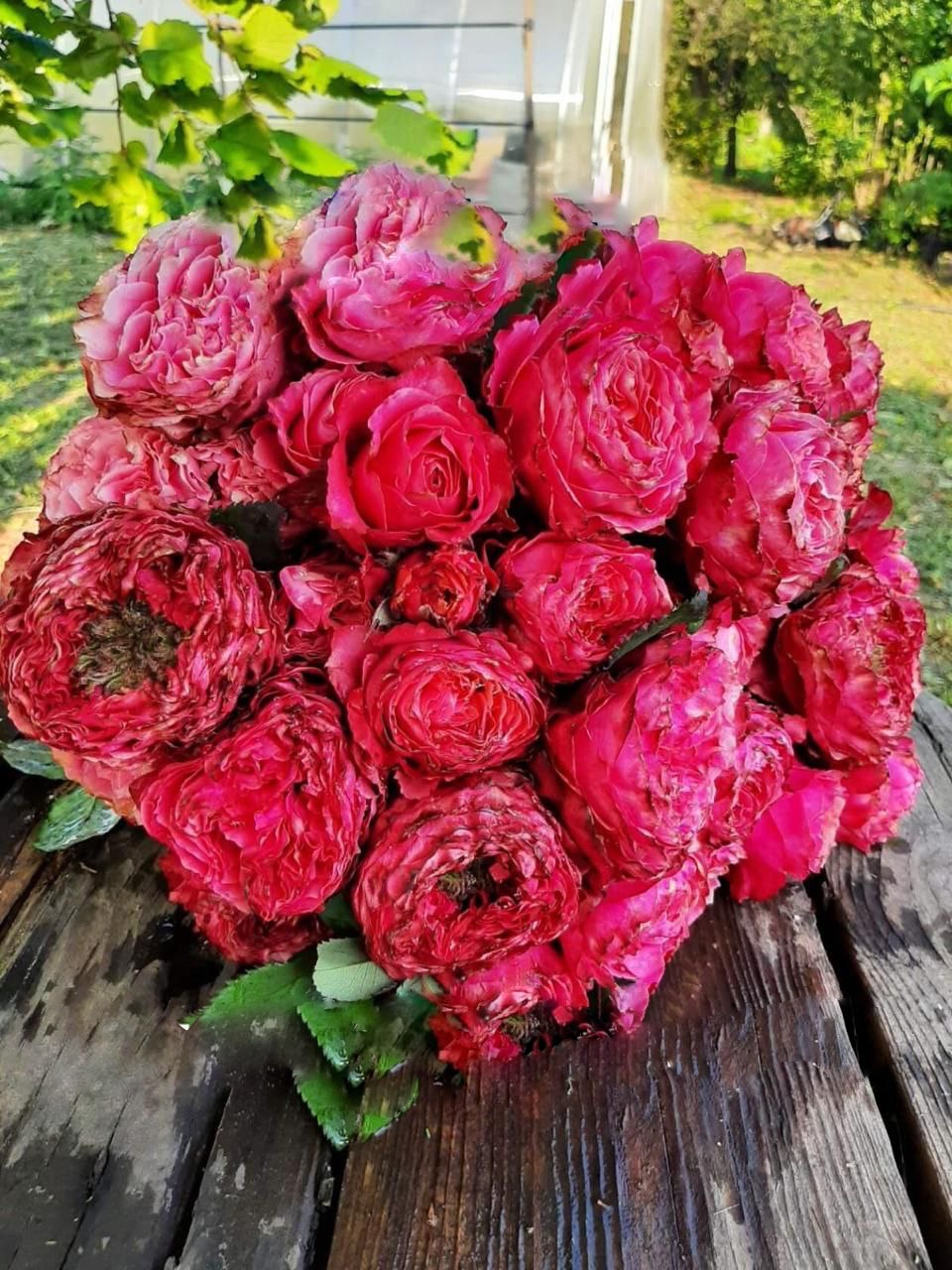 роза Ред ай саженцы 5 лет