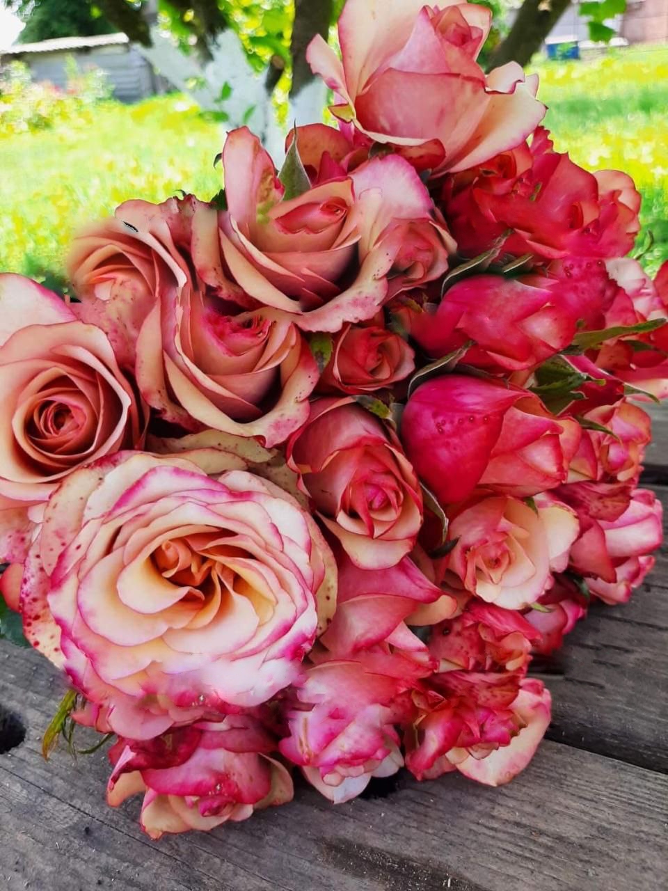 роза Винтаж саженцы 5 лет