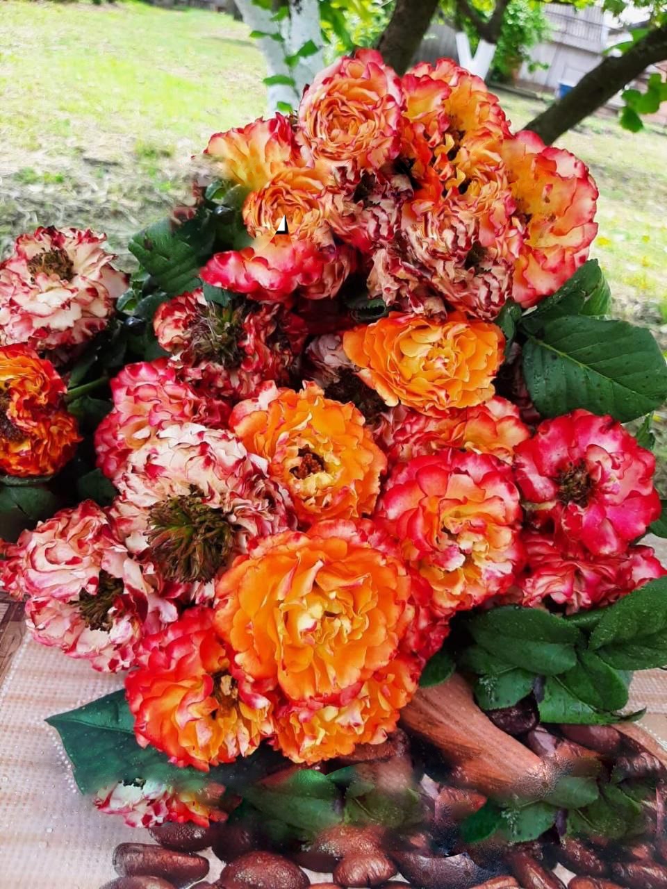 роза Флеш Ай саженцы 5 лет