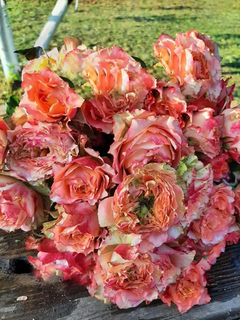 роза Кантри Спирит Луиза саженцы 5 лет