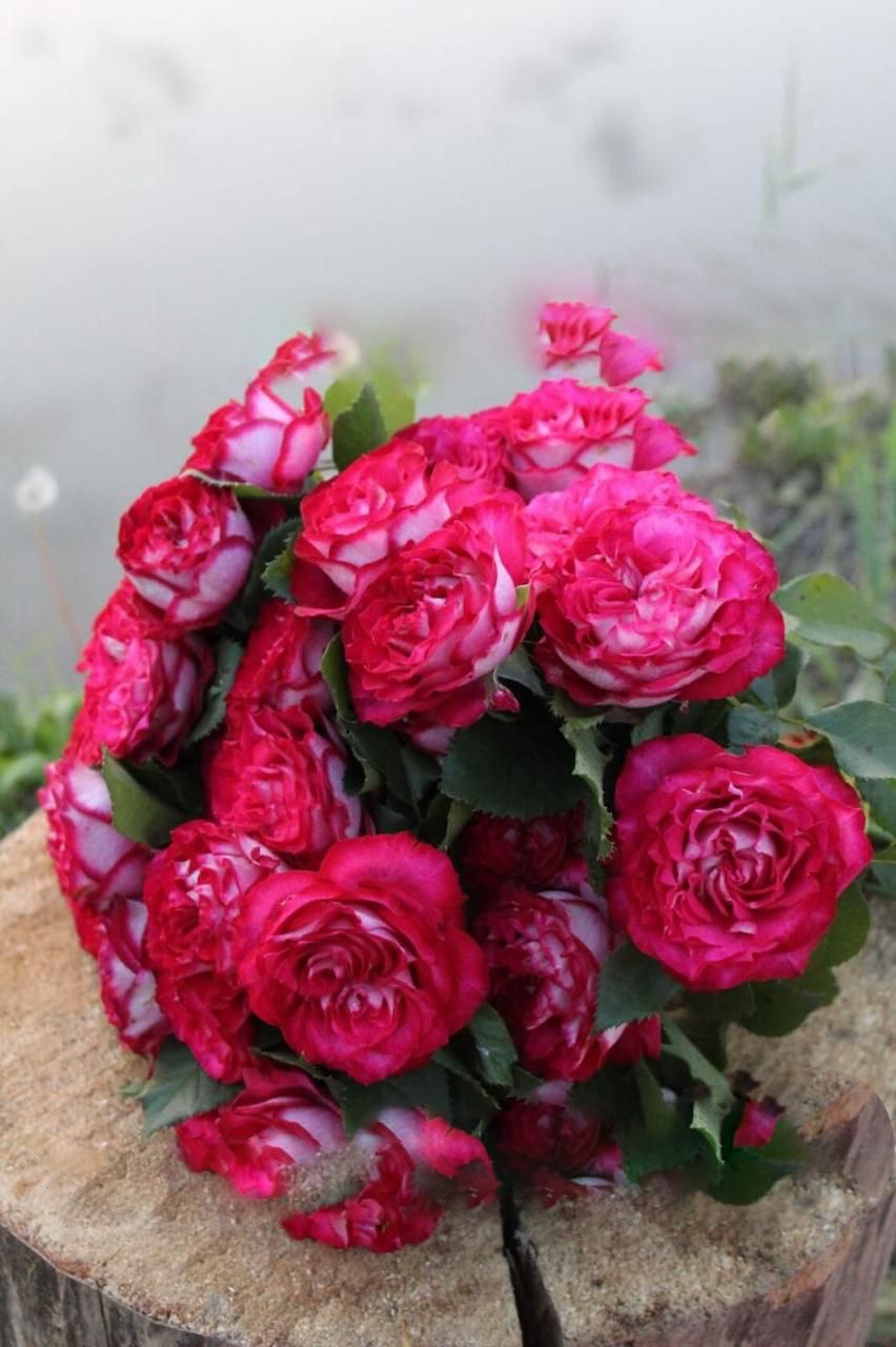 роза Эсмеральда саженцы 5 лет