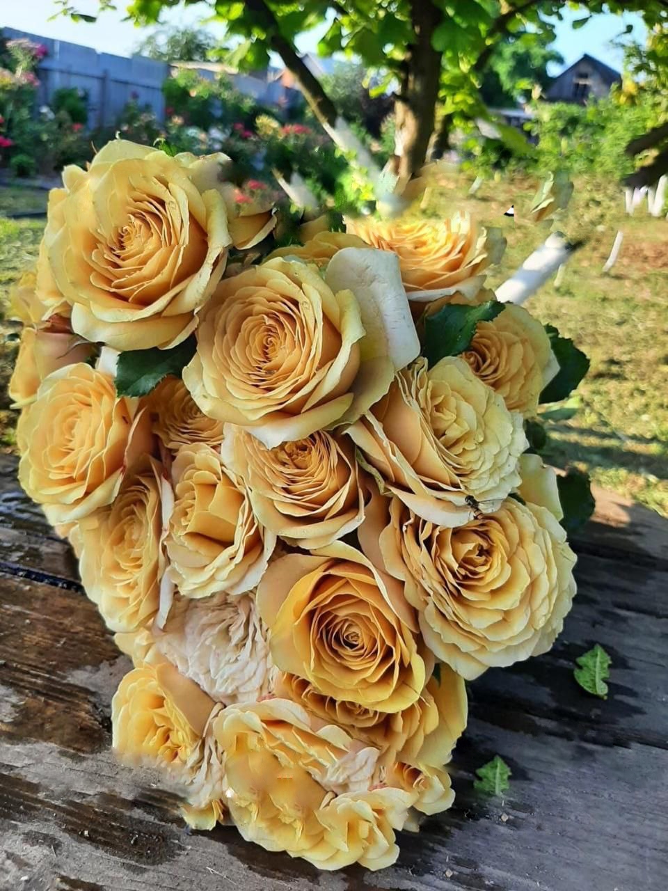 роза Голден Мустард саженцы 5 лет