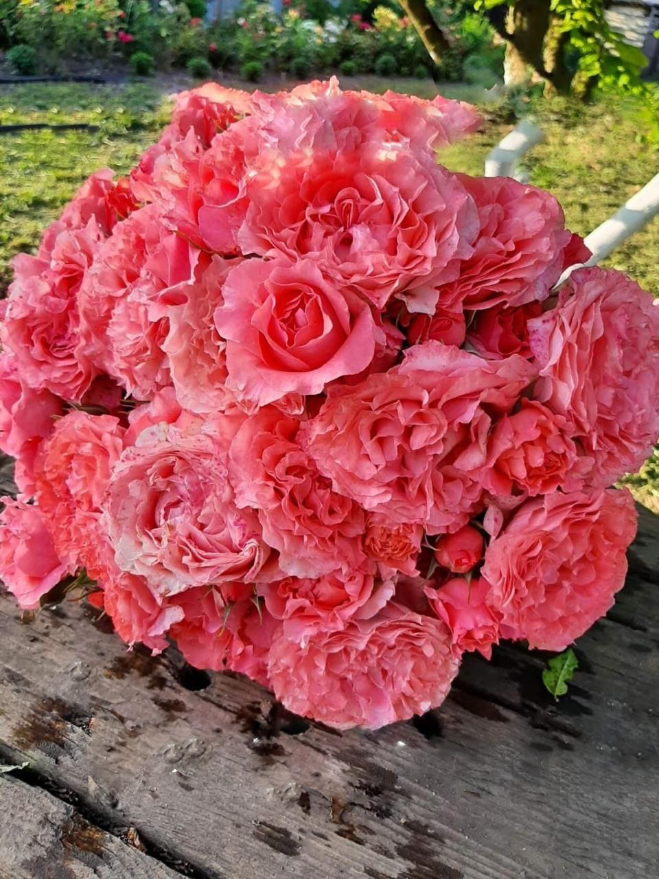 Роза Коралл Желе саженцы 5 лет